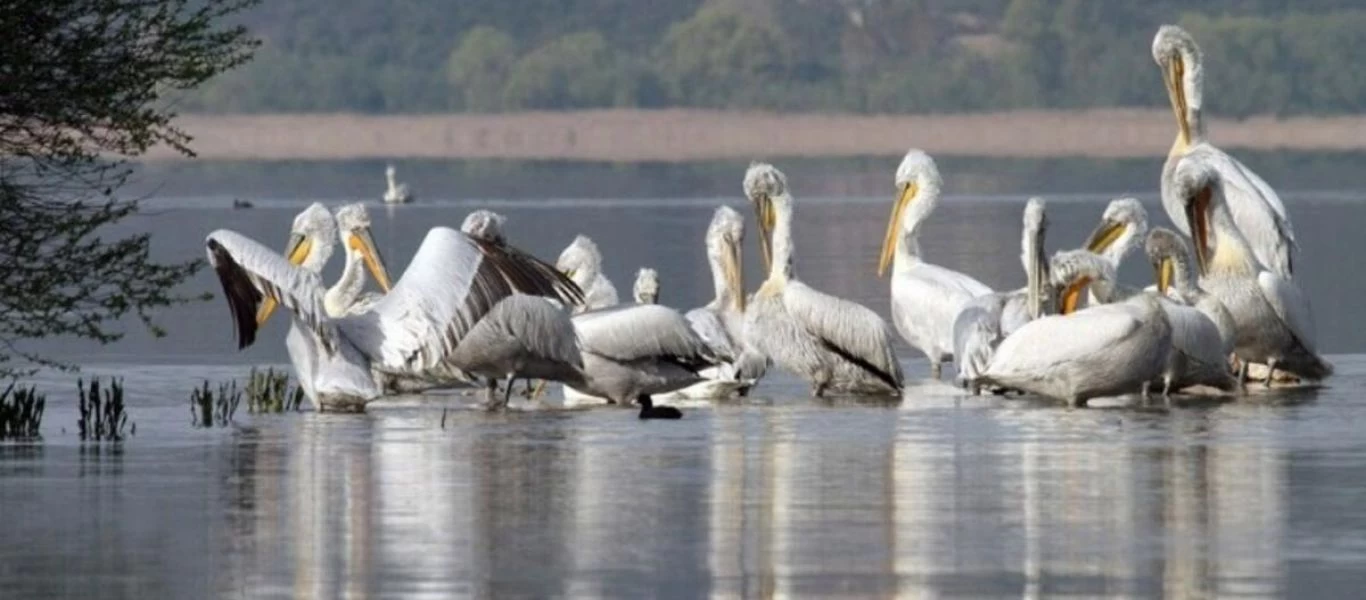 Μικρή Πρέσπα: Περισσότεροι από 500 αργυροπελεκάνοι νεκροί από τη γρίπη των πτηνών